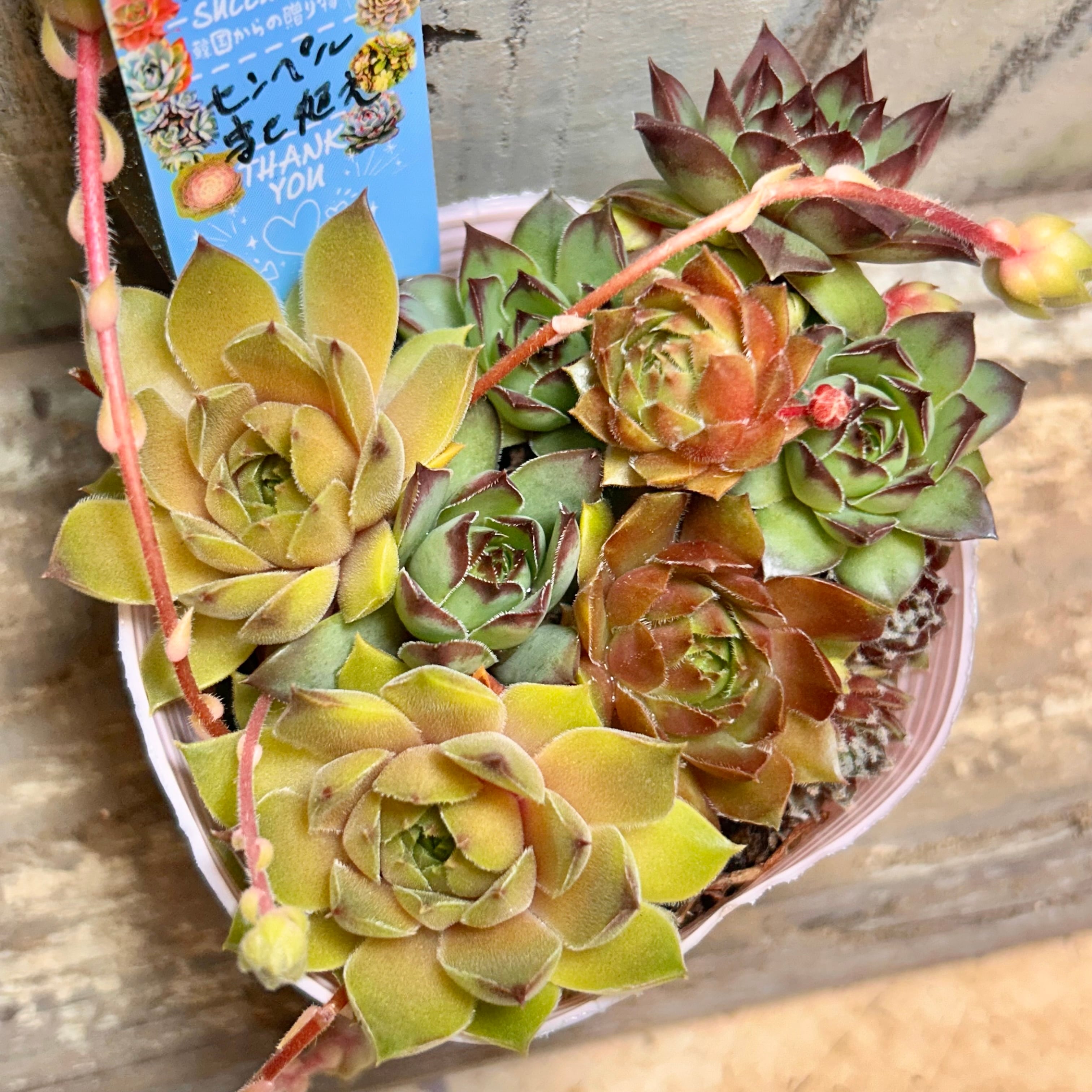 多肉 センペル 多肉植物 センペルビウム ブラック 7.5cmポット苗 : ハニーミント