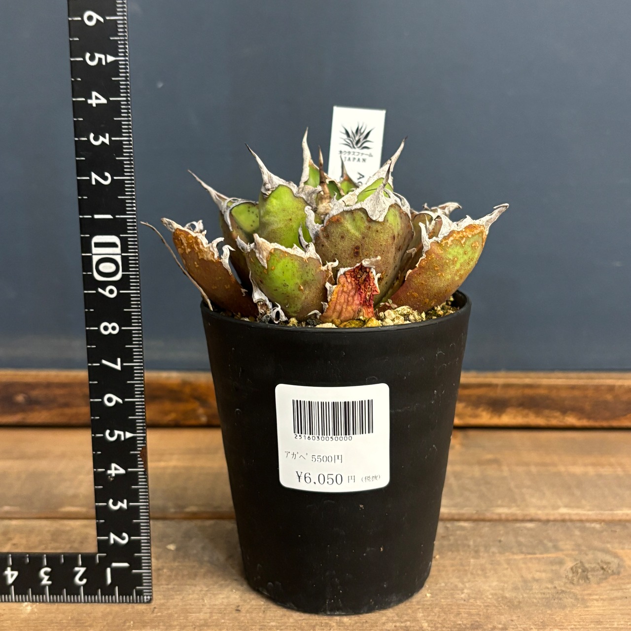 【選抜株】アガベ チタノタ シーザー【359】