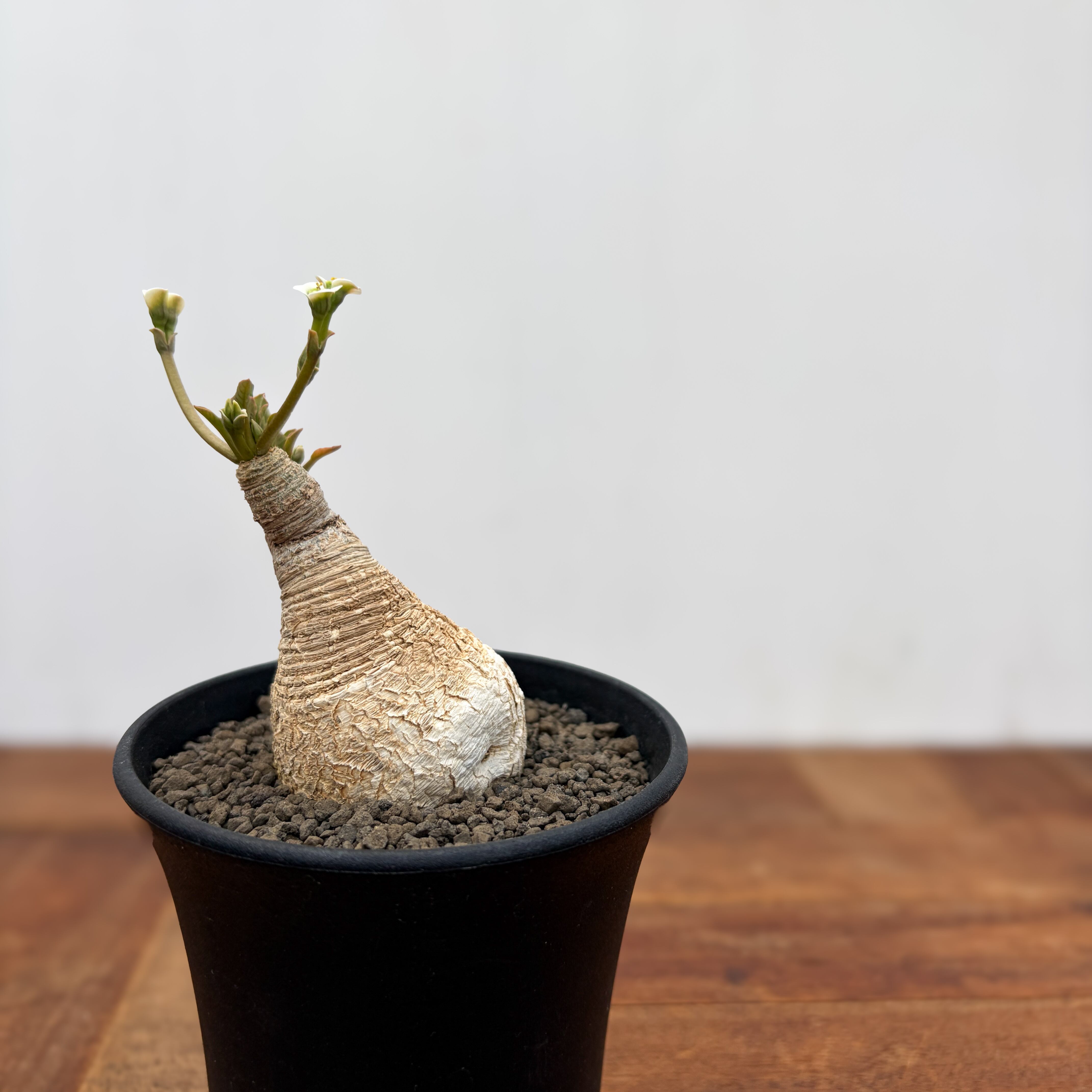 ユーフォルビア　スパンリンギー　フィッシュボーン Euphorbia spannringii【ユーフォルビア・スパンリンギー(フィッシュ