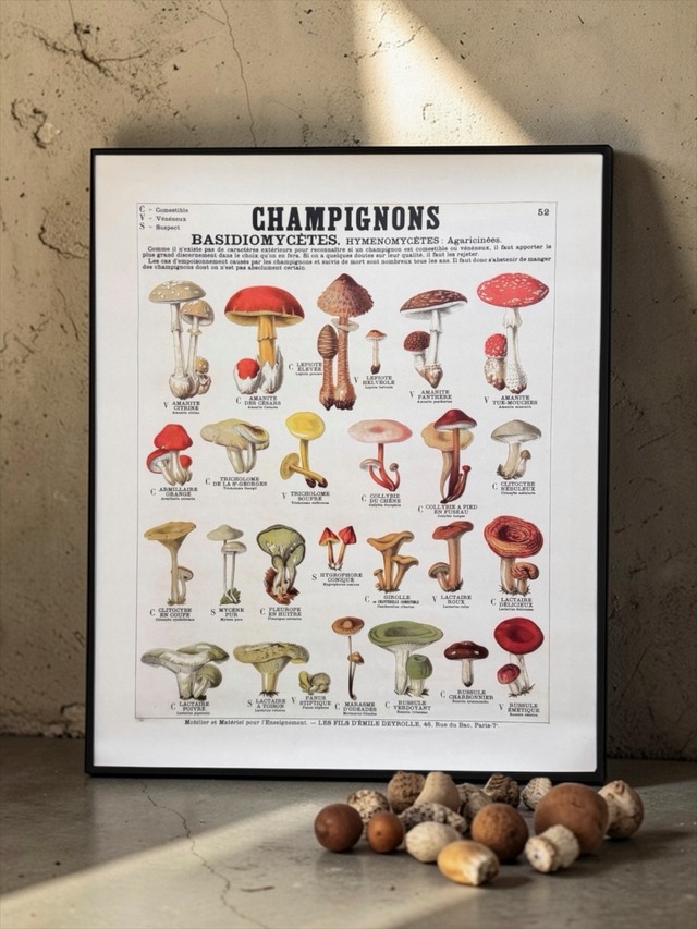 教育用図盤  "Mushrooms " / W500mm×H600mm