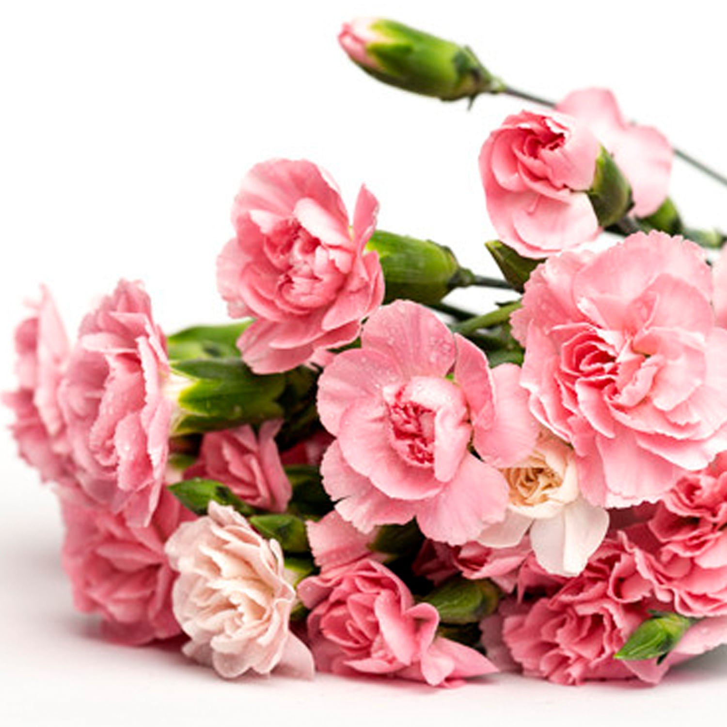 カーネーション 25本【可憐で華やか＆ボリューム感】☆フラワーロス