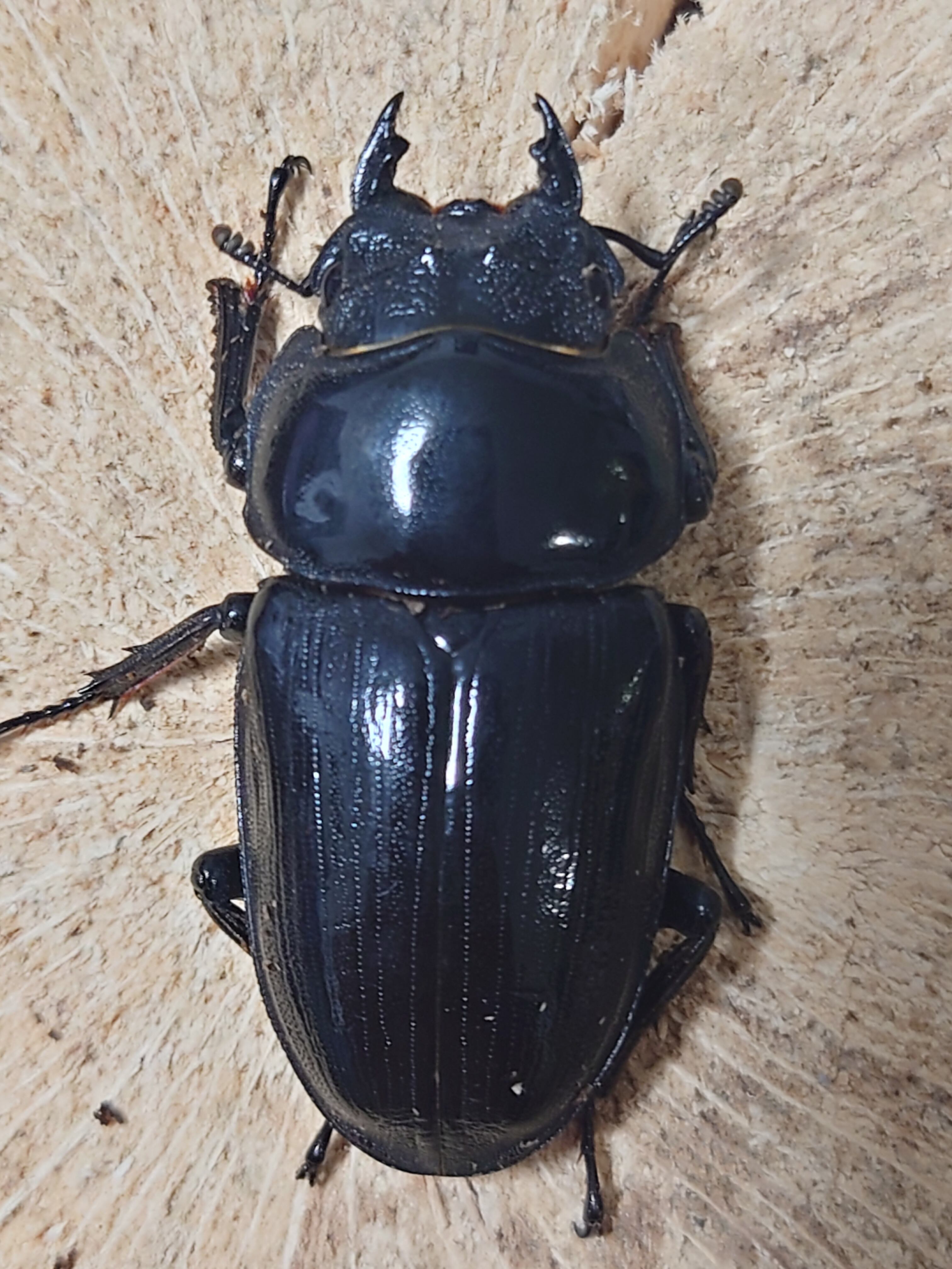 出品オス93mm同腹】タランドゥス 89.3mm×54.2mm 新成虫ペア 発送日11/