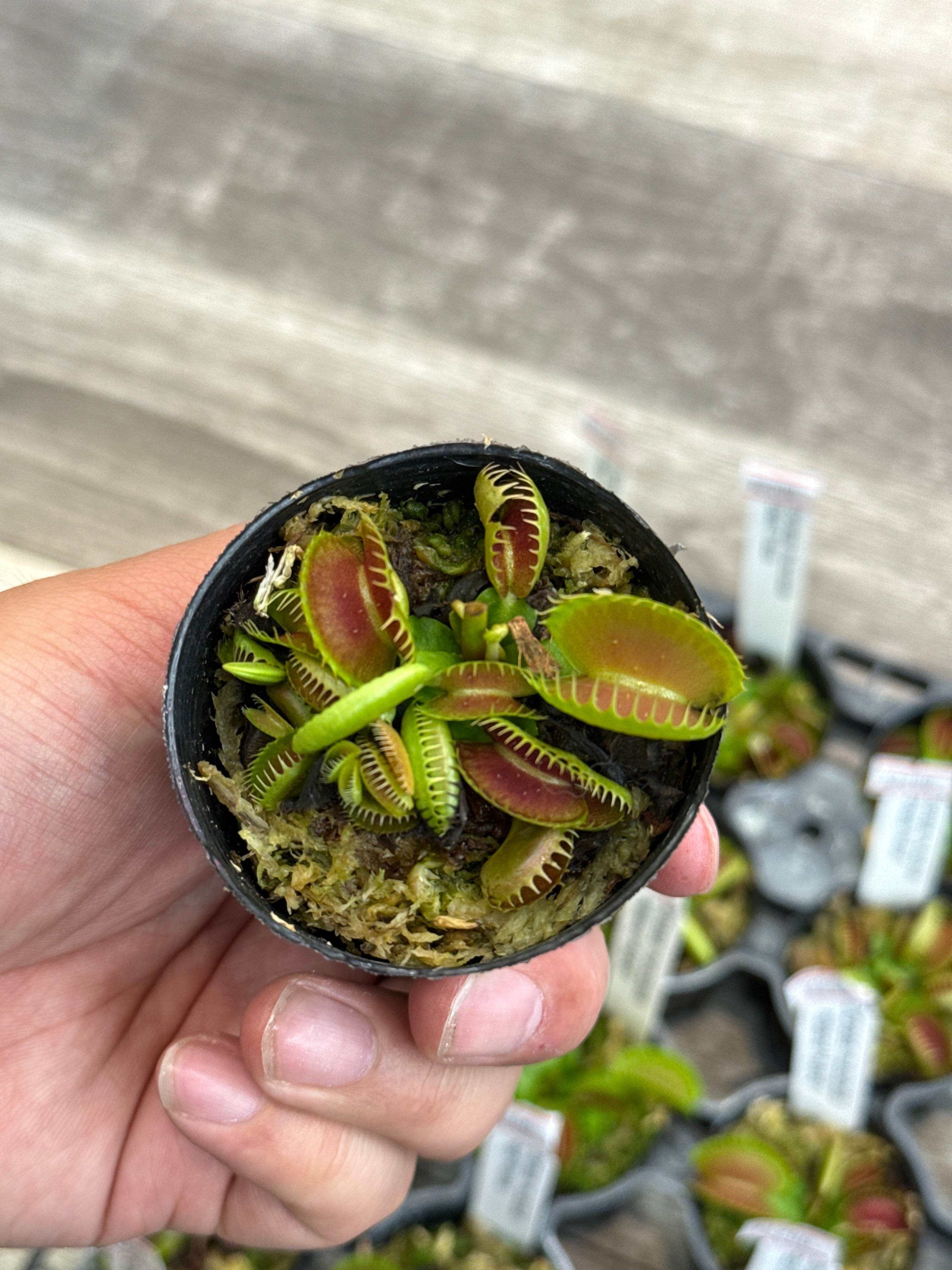 食虫植物】 Dionaea muscipula 