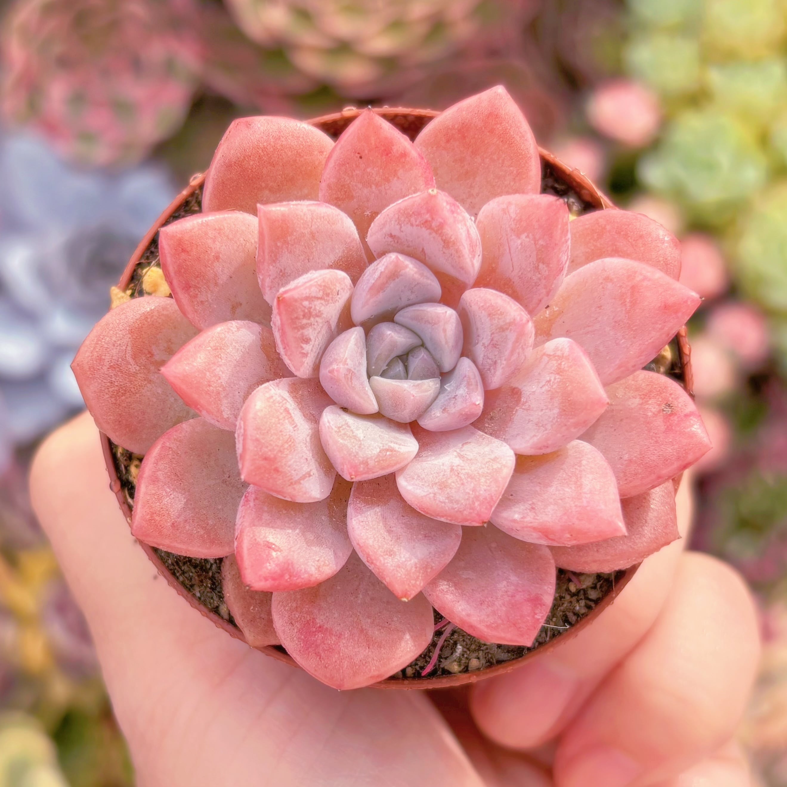 現品　Echeveria白鷺#A033　るる農園