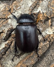 【WD】《シャムゴホンツノカブト 58mm B品ペア》