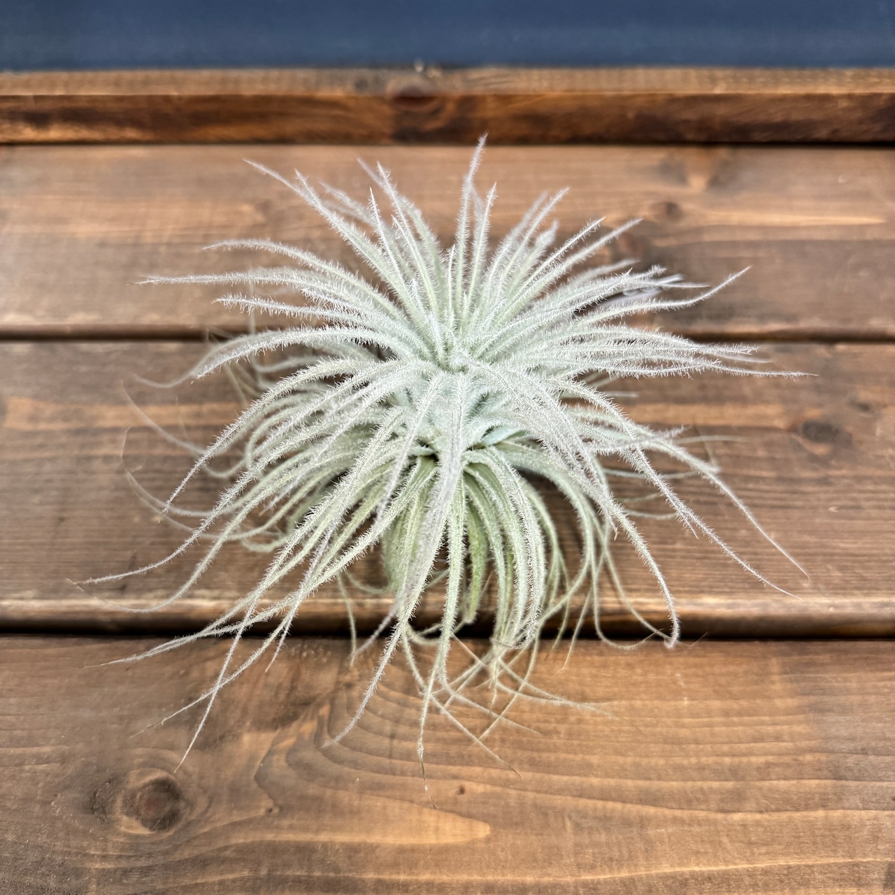 チランジア テクトラム L【563】