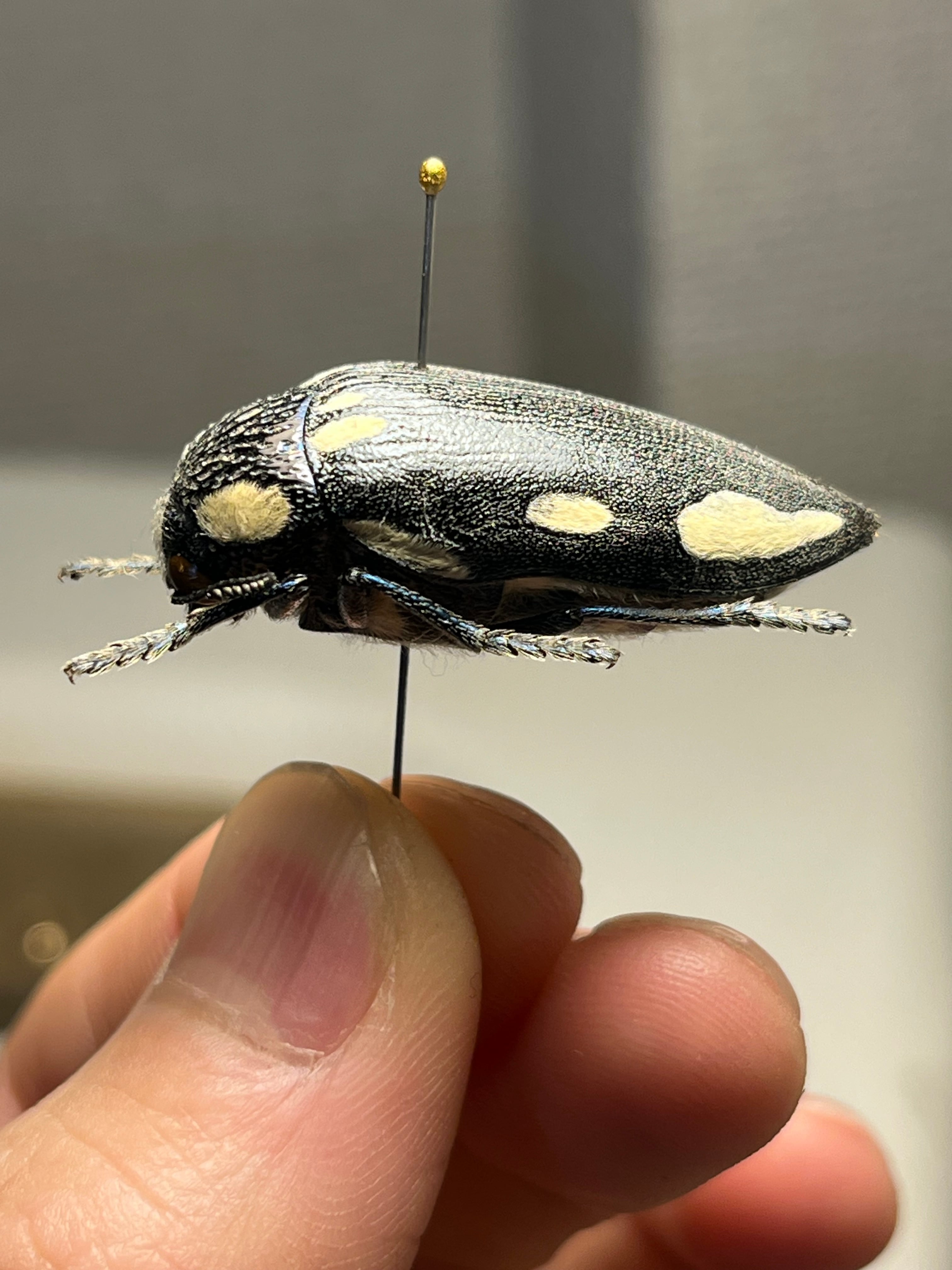 34mm】タテオビフトタマムシ giant jewel beetle 昆虫標本
