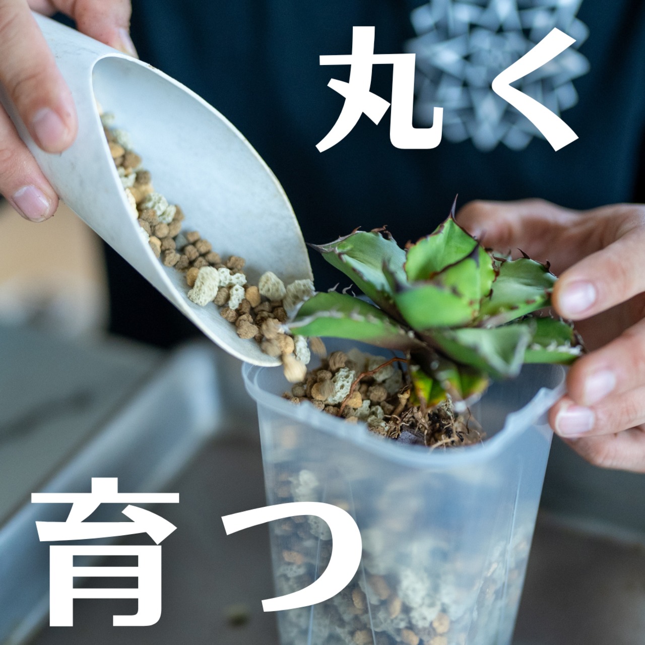 マナソル｜アガベ・塊根の土 速乾小粒プレミア 10L | manasgreen