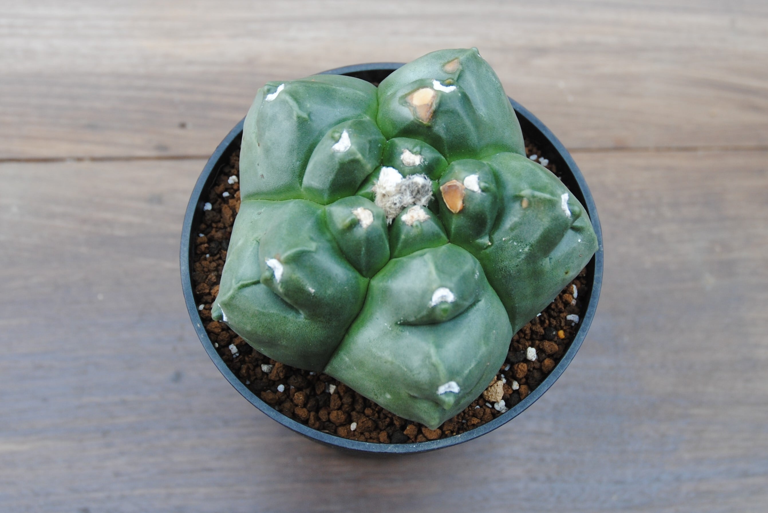 サボテン☆143：亀甲ヘキラン