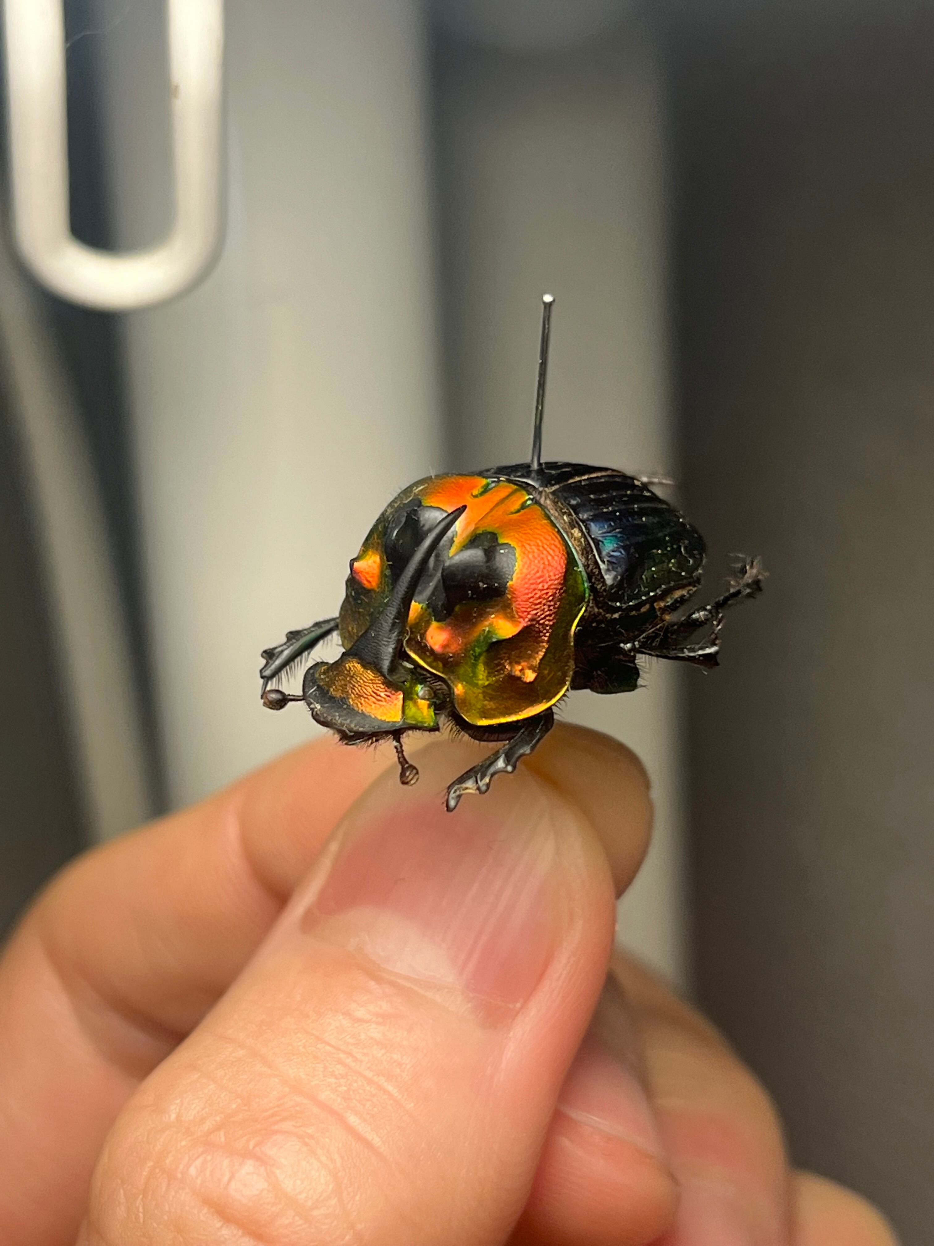 23mm♂】テイオウニジダイコクコガネフンチュウ糞虫昆虫標本甲虫