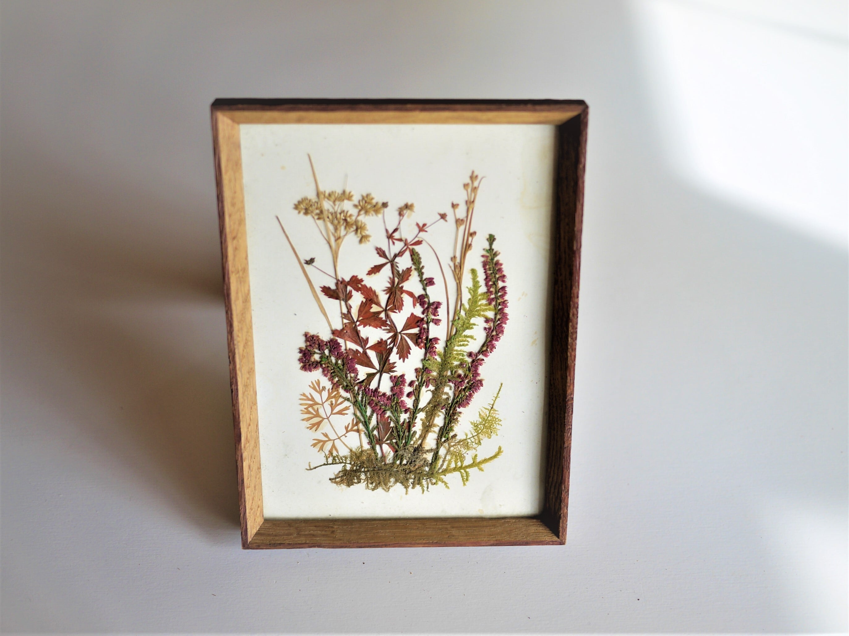 壁掛けの額入り押し花b ヴィンテージドイツ ボタニカルアート 押し花アート インテリア