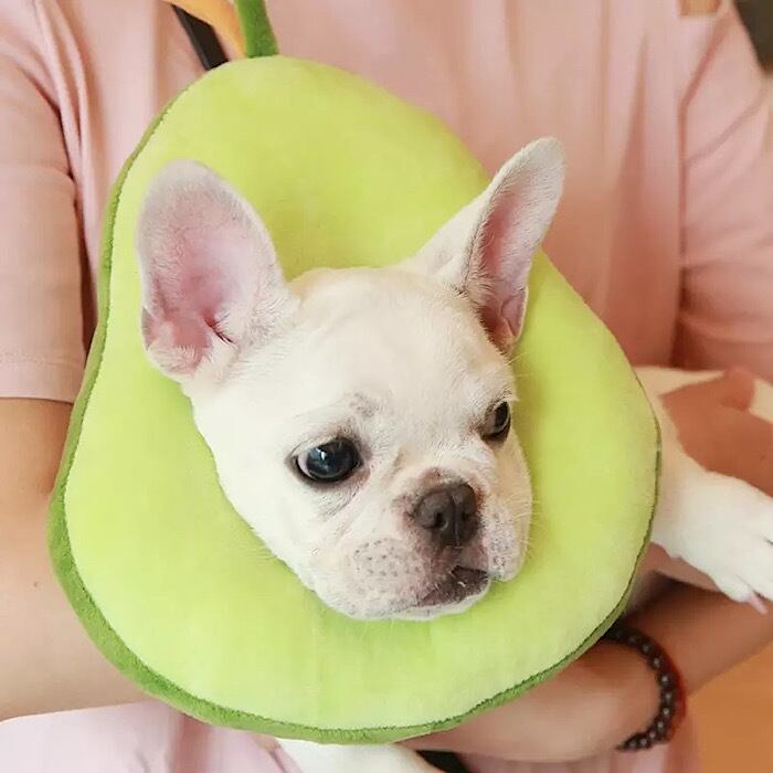 レビュー書いて送料無料 エリザベスカラー 洋梨 食パン Dogグッズ専門店 茶ngo