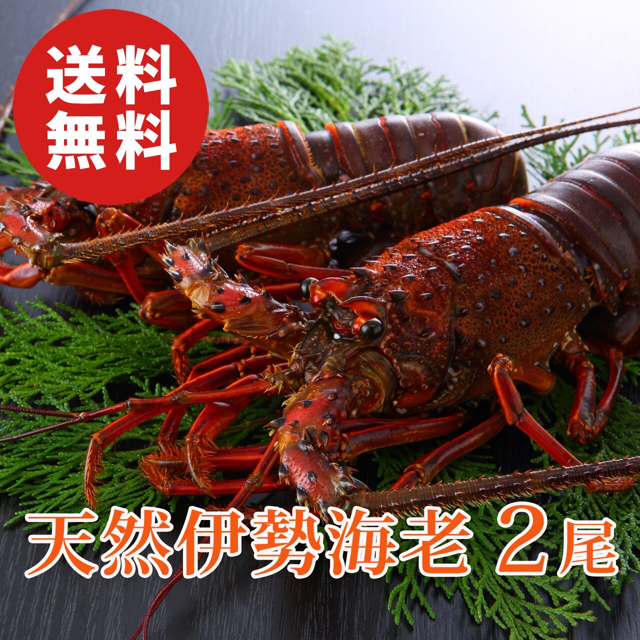 天然伊勢海老 活〆生冷凍 約300g×2尾【国産】【送料無料】【ギフト