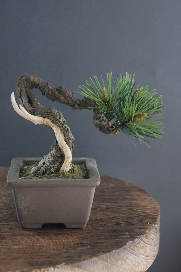 盆栽 松 Pinetree Bonsai #94 | Oh! BONSAI