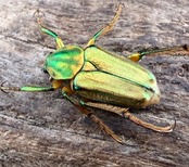 《ホソカブトハナムグリ Free ペア》