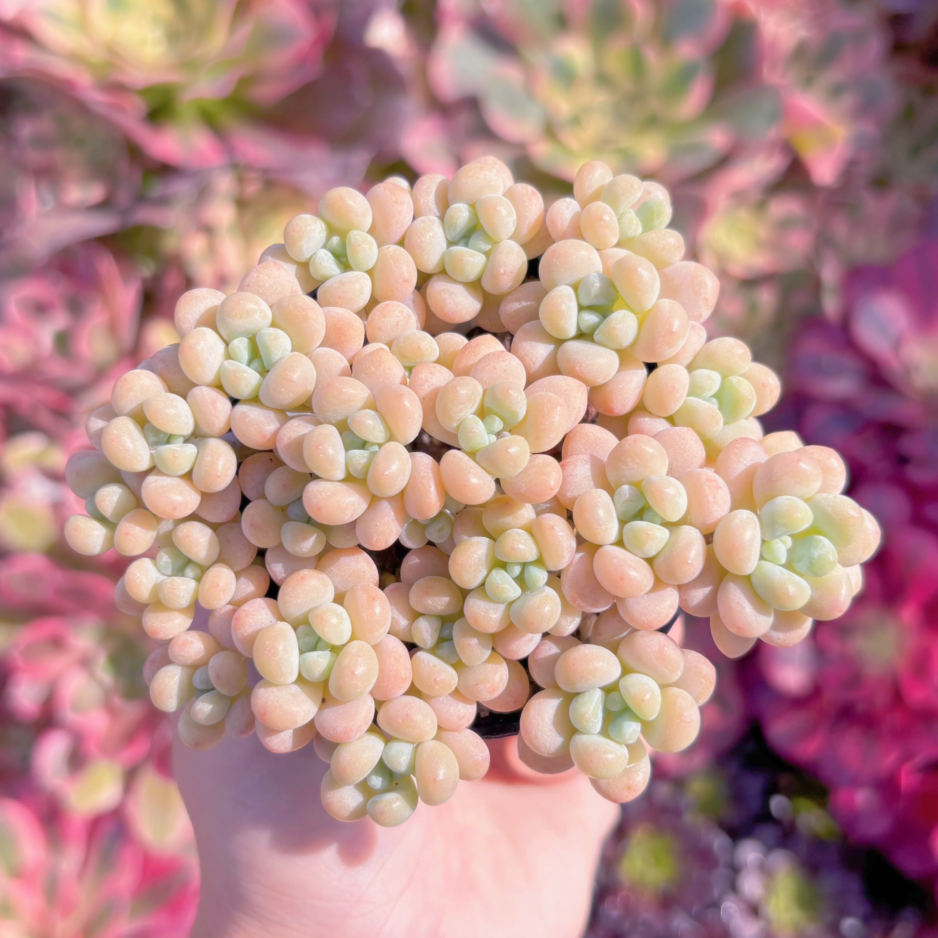 現品　丸葉ストロベリーミルク#K043　群生　るる農園