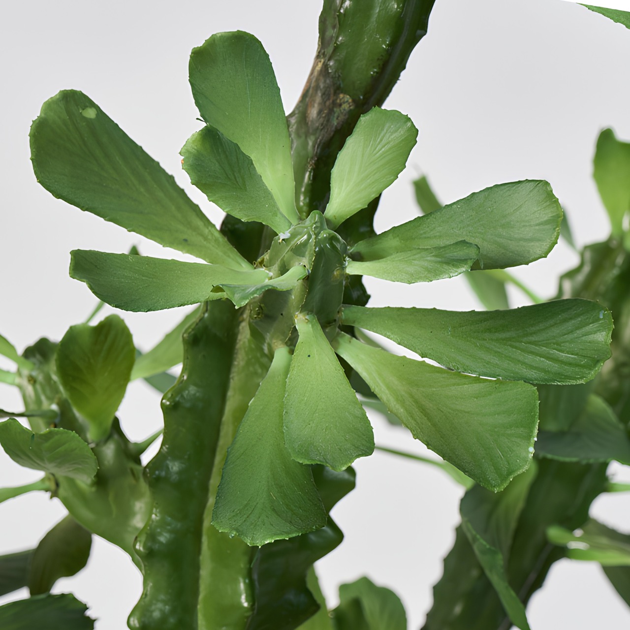 ユーフォルビアラクテア85㎝［人工観葉植物・フェイクグリーンT］