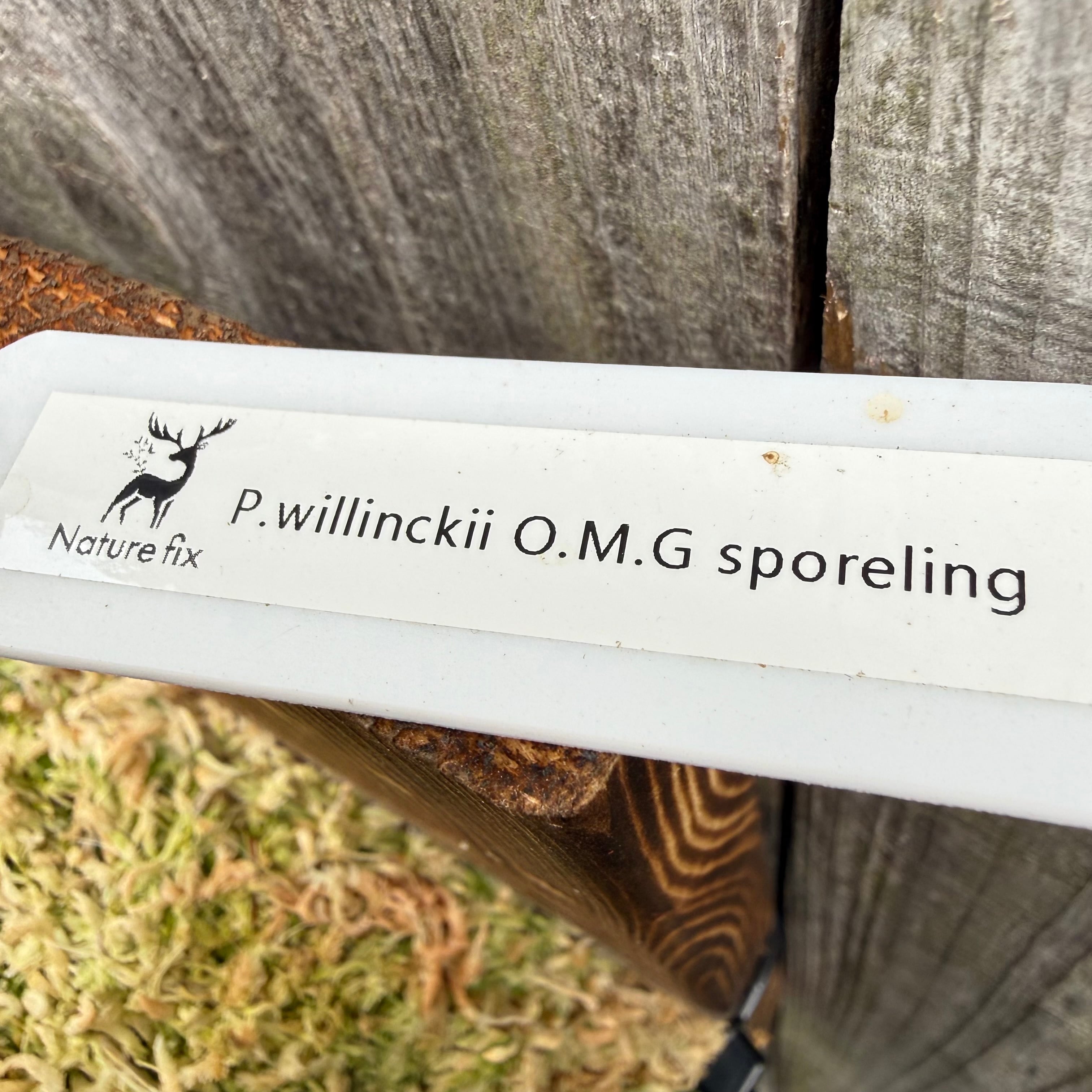 P.willinckii O.M.G sporeling | naturefix