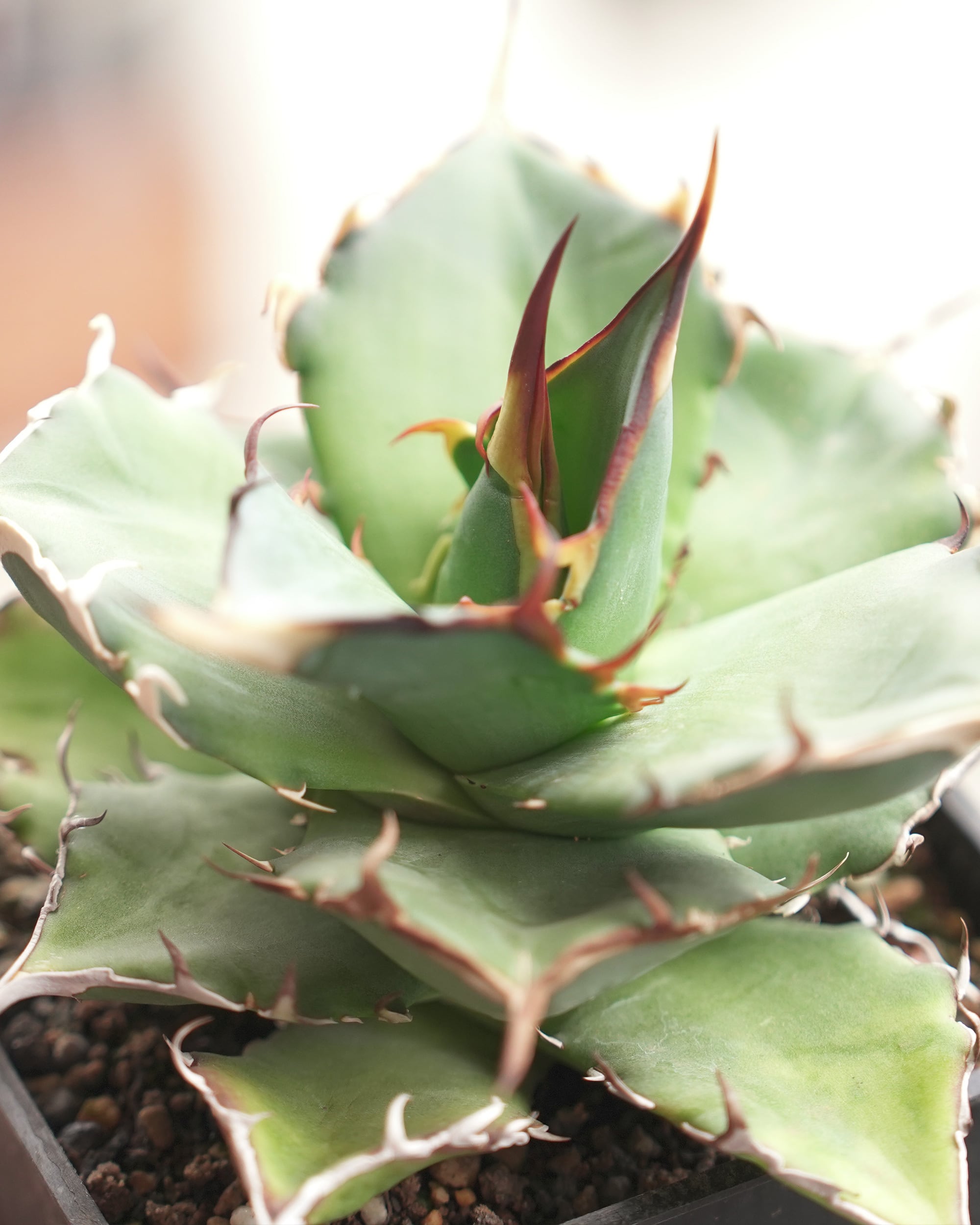 発根済カット苗 アガベ ハデス Agave titanota 'Hades' | PUKUBOOK
