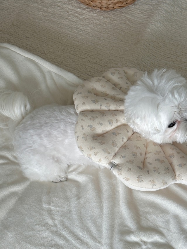 〈予約アイテム〉EYOU  /ピオナネックカラー  ソフトブロッサム Lサイズ