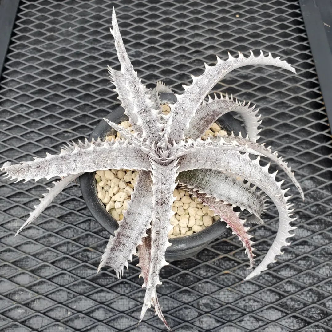 F00463_Dyckia 'Satith'：ディッキア・サティス（子株） | レア