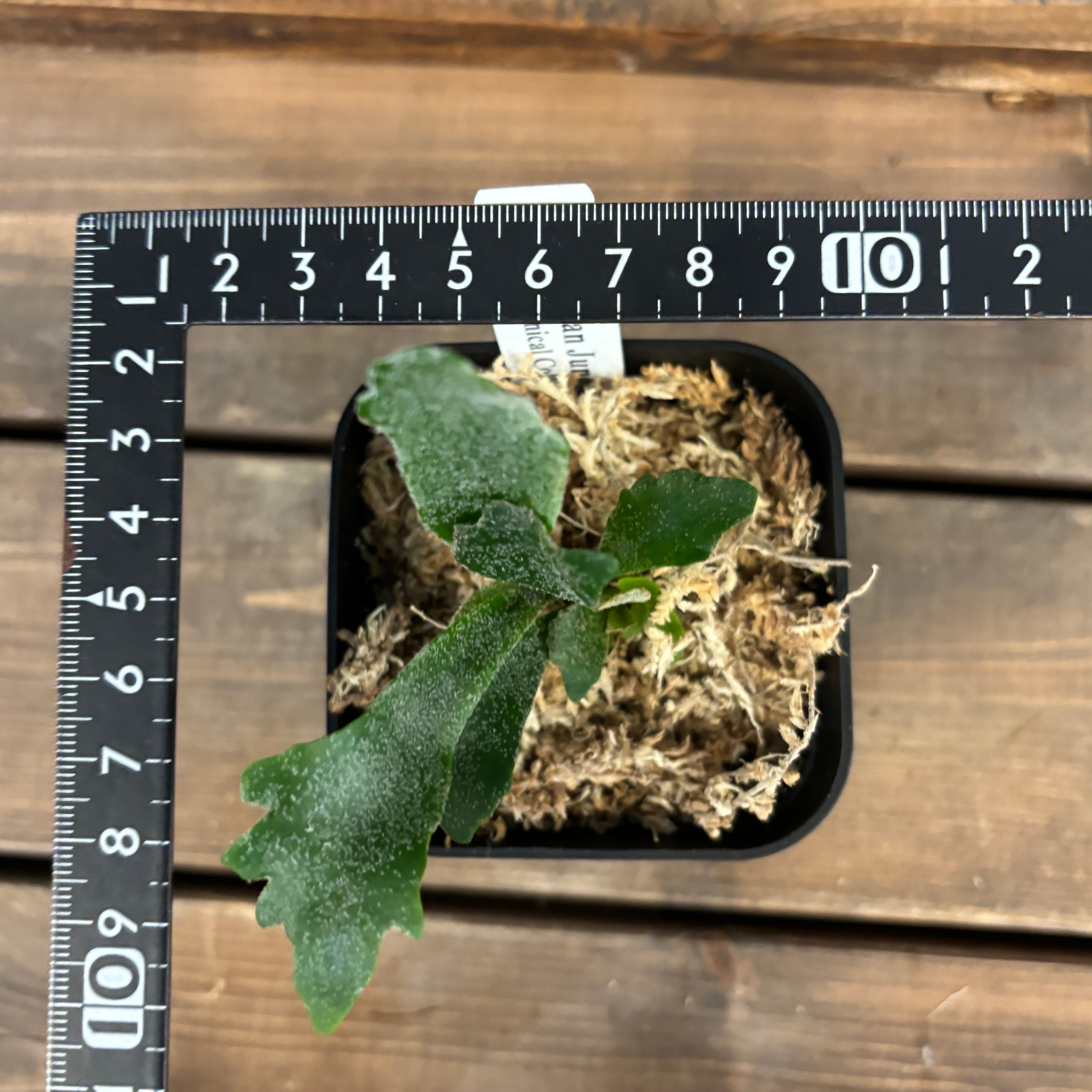 ビカクシダ ウィリンキー 'spur' TC (P.willinckii 'spur' TC