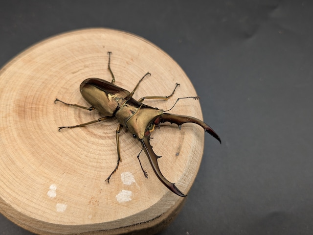 メタリフェルホソアカ　亜種アエノミカンス　♂53ｍｍ♀23ｍｍ