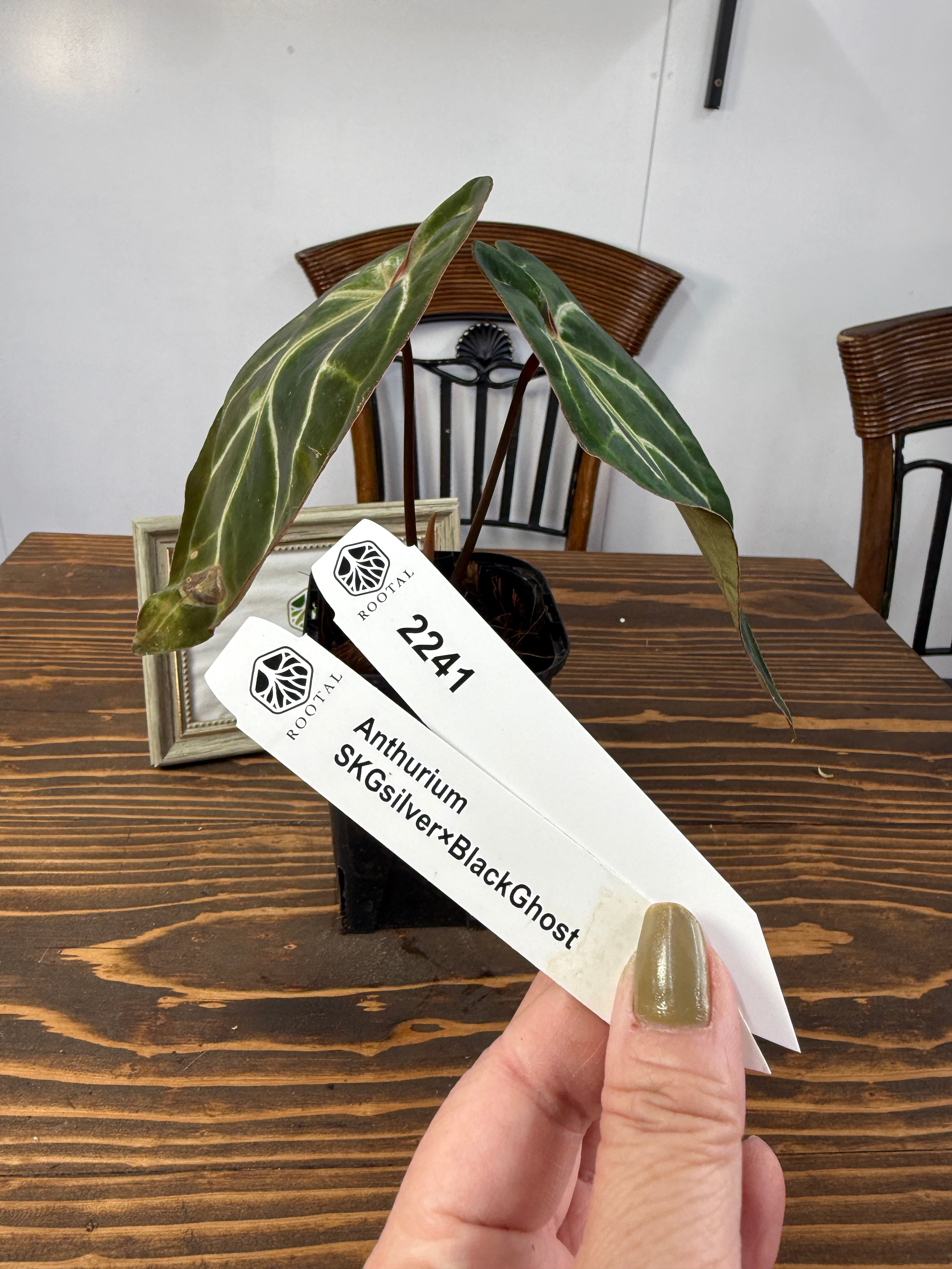 ★2241 アンスリウム SKGシルバー×Bゴースト (3.5㎝ロング硬質ポット)