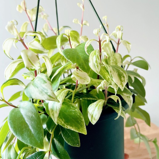 斑入り エスキナンサス ラディカンス 華やかなハンギング 観葉植物 calm cafe