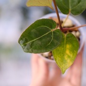 Carlablackiae×AOS /カーラブラッキー×エース オブ スペード②