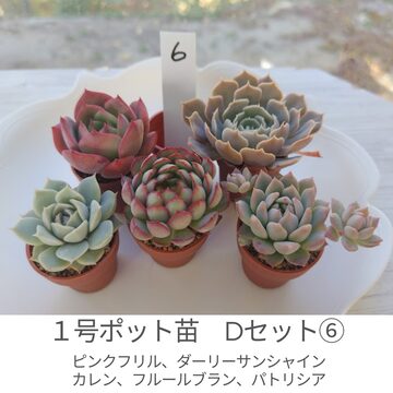 現物 多肉植物 ピンクプリティ 抜き苗 | Pay ID