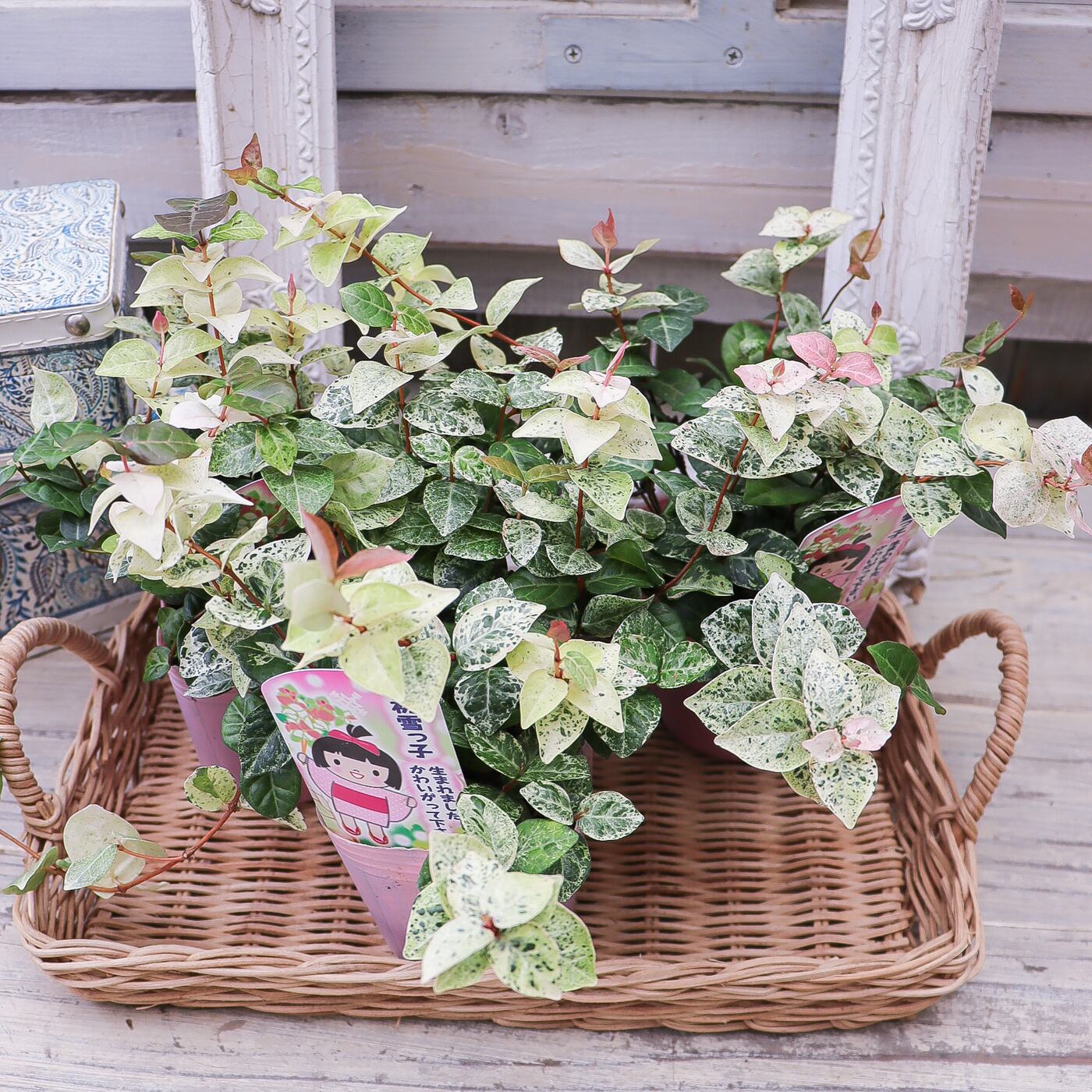 735c2eccf9bb3ff3b0fa19f7f0b28f