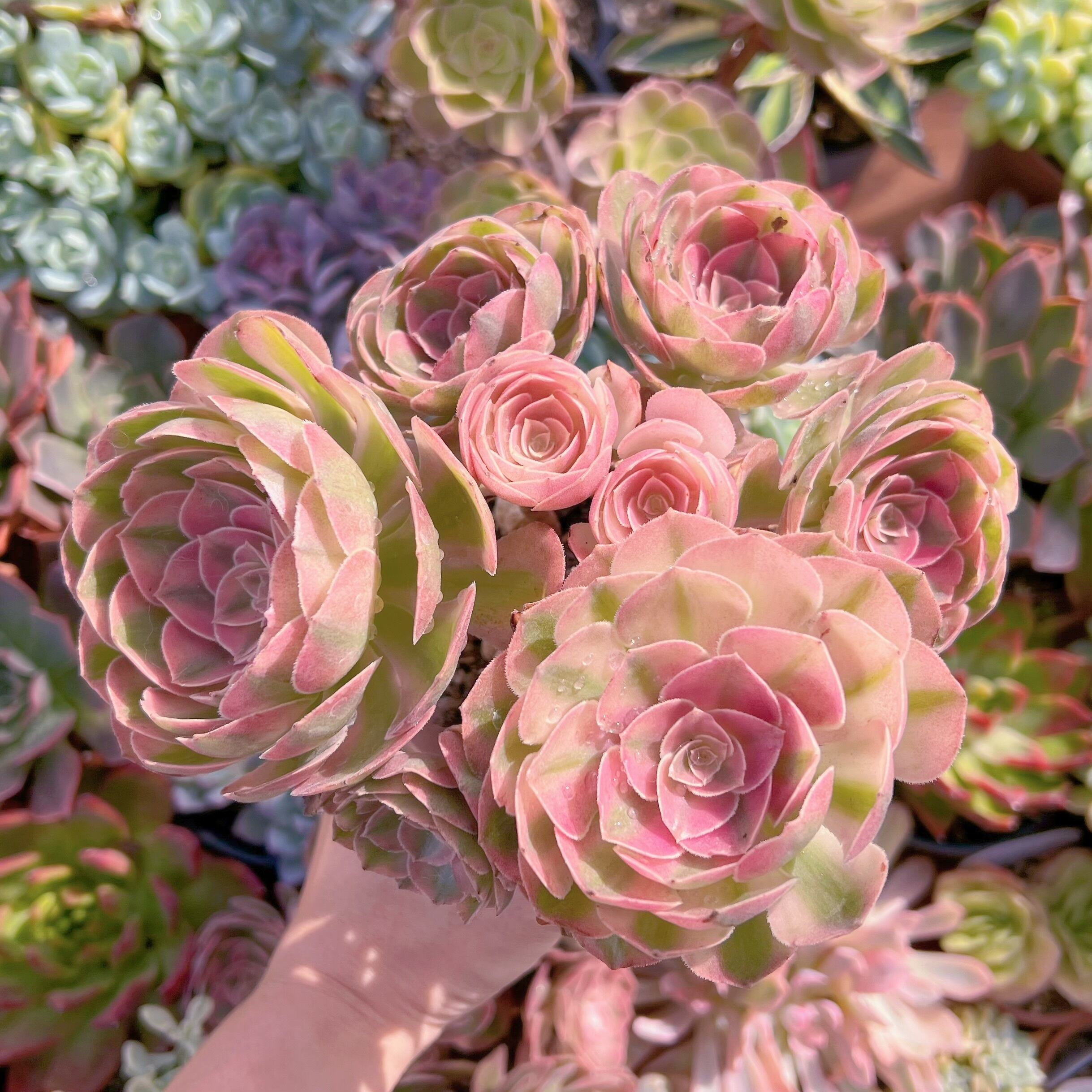 現物　ハロウィン白錦#688　特大群生　新入荷