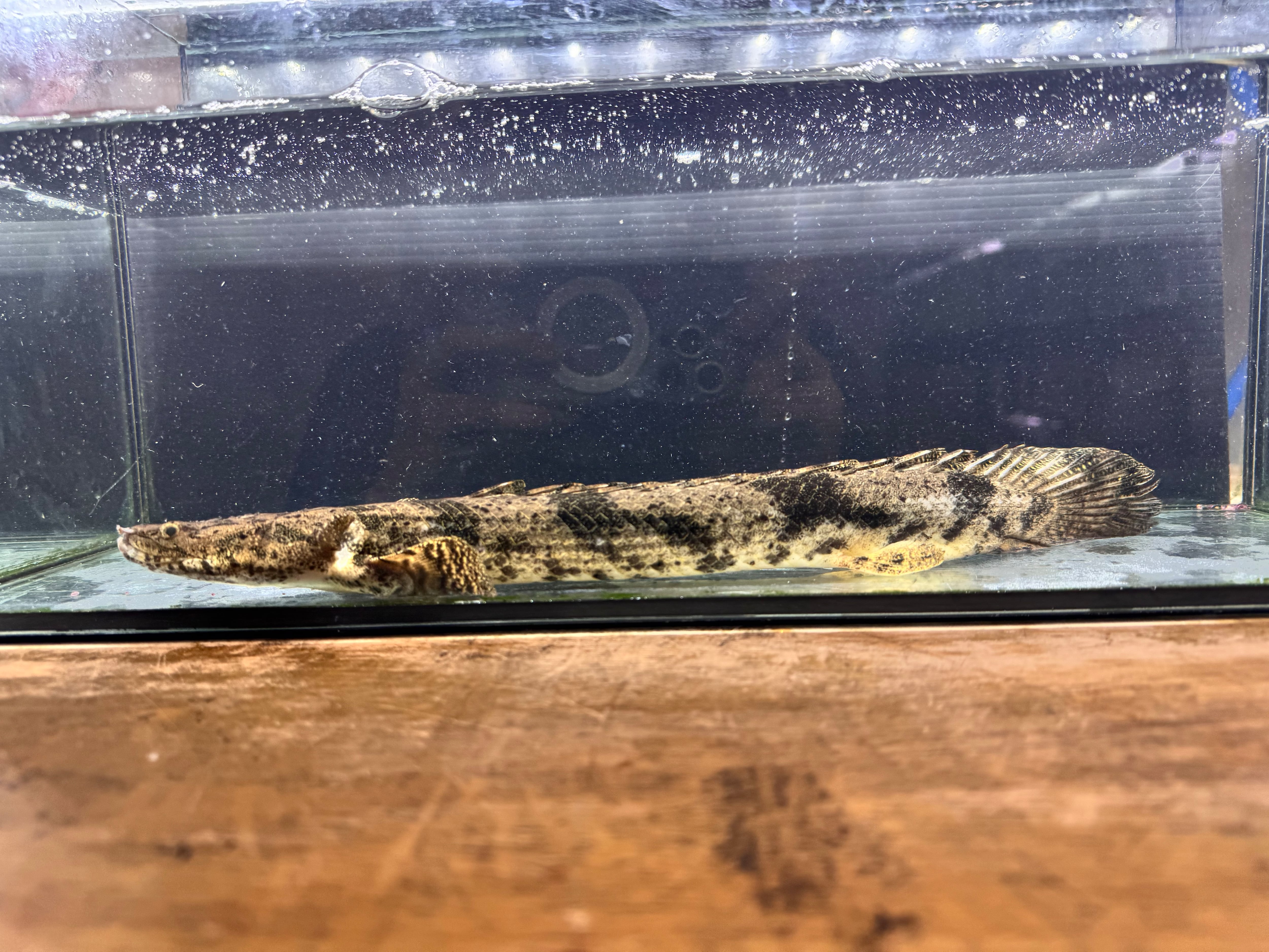 ニューギニアダトニオ 25cm | AQUASTYLEG ニューギニアダトニオ 25cm | AQUASTYLEG