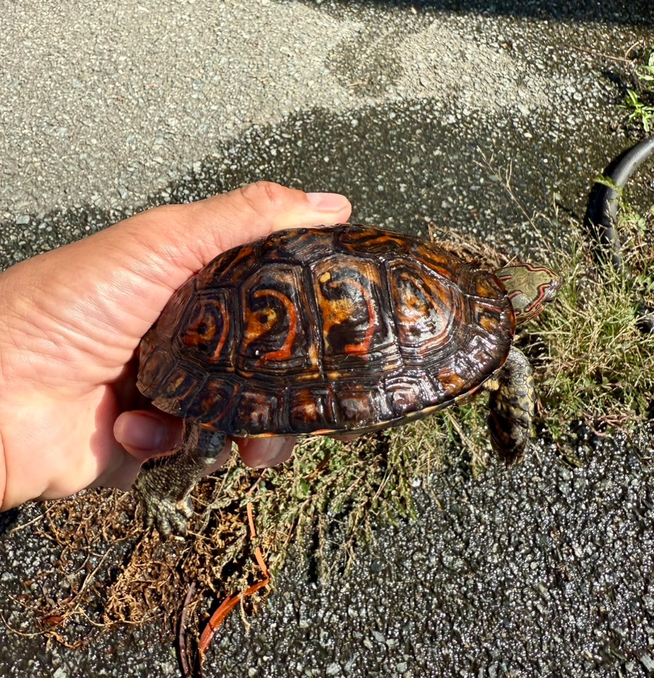 マンヤマガメ・ペア - 3