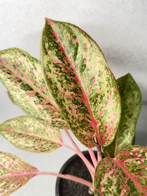 アグラオネマ・10カラット