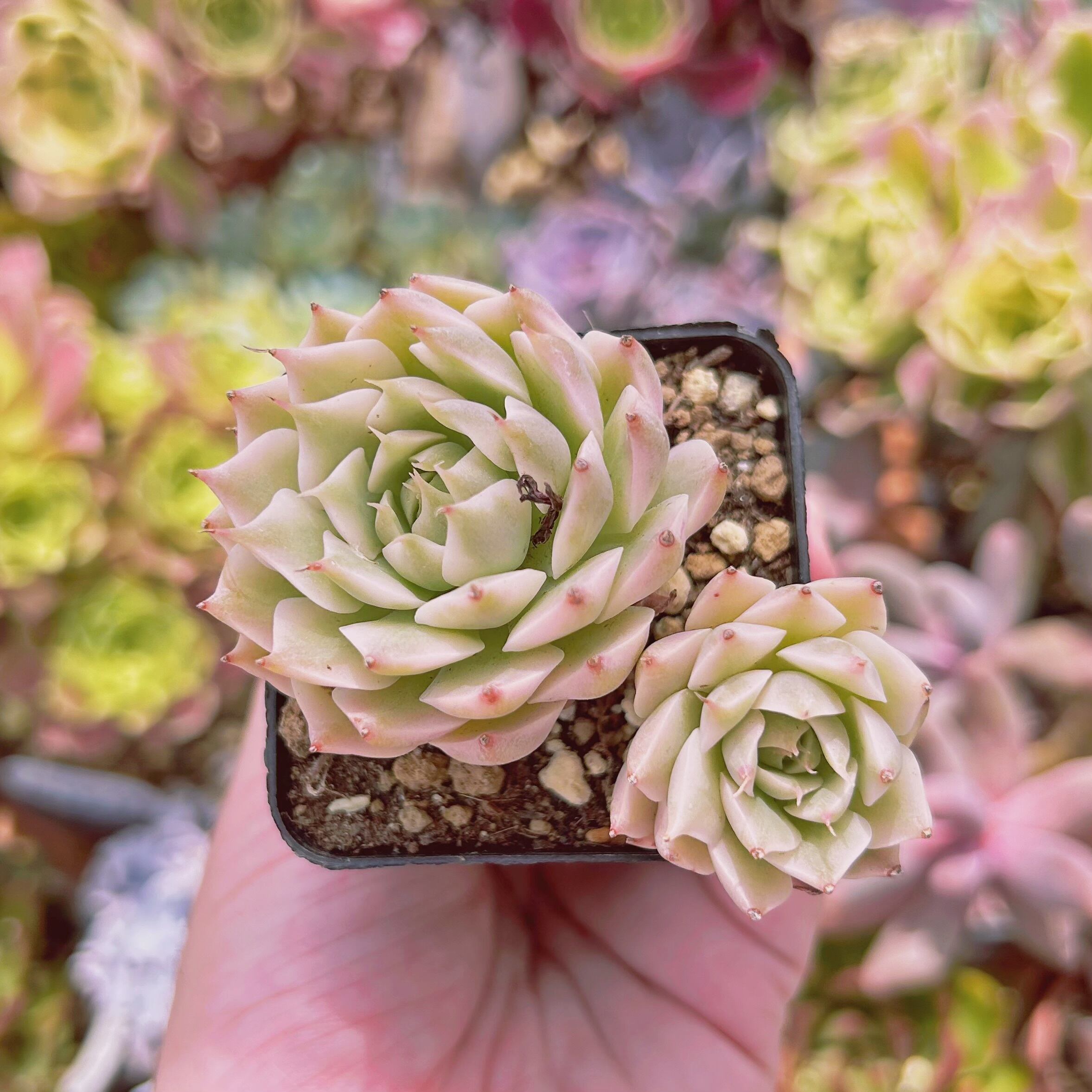 #1151現物　多肉植物　マガレッド錦　　抜き苗