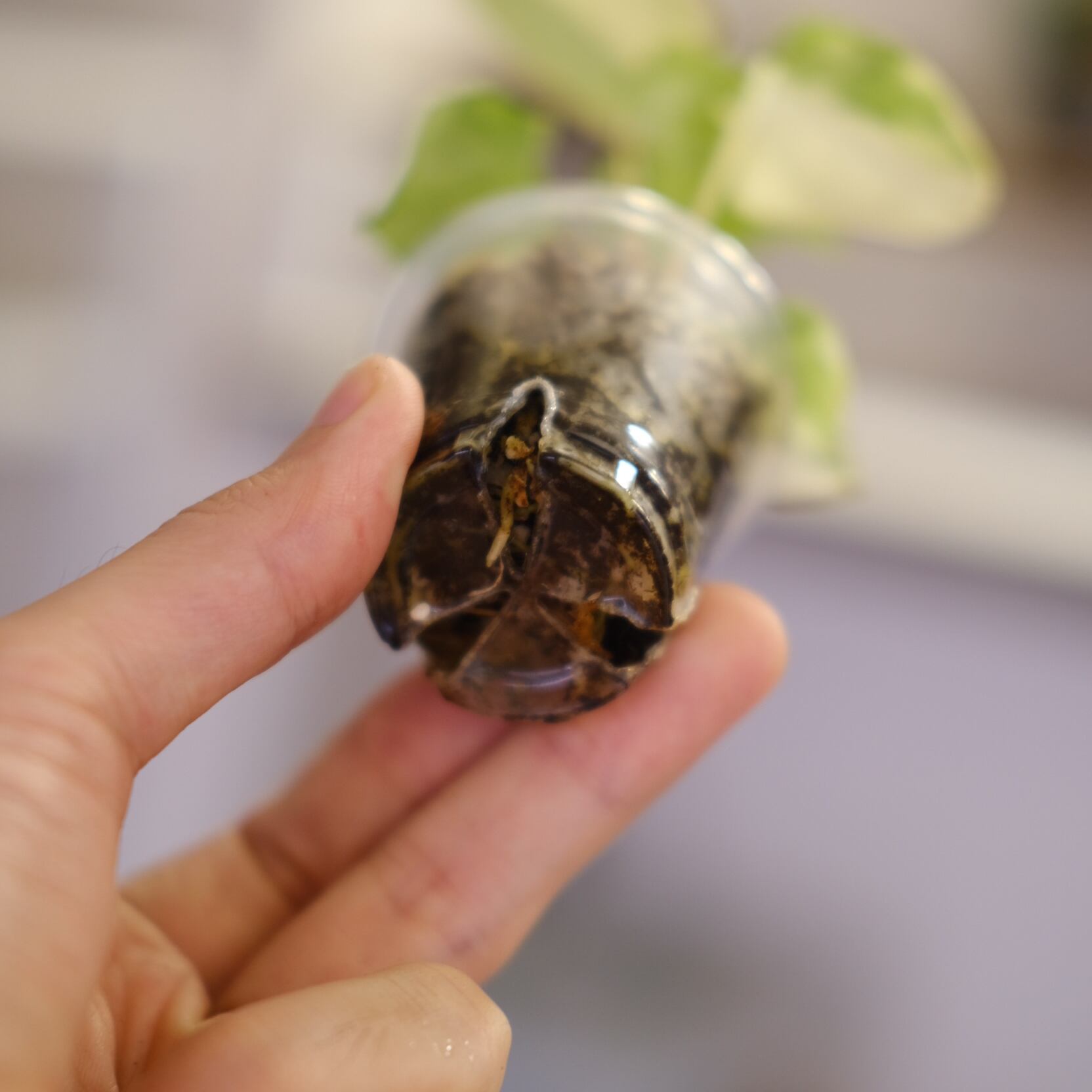 希少】Anthurium Yellow Bell × Red Chocolate│観葉植物