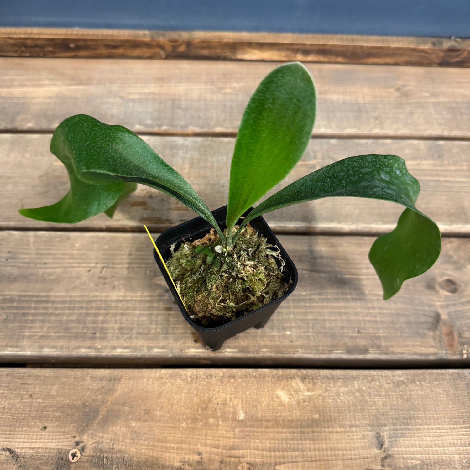 ビカクシダ Platycerium Trident(Mt Lewis × Hillii)【537