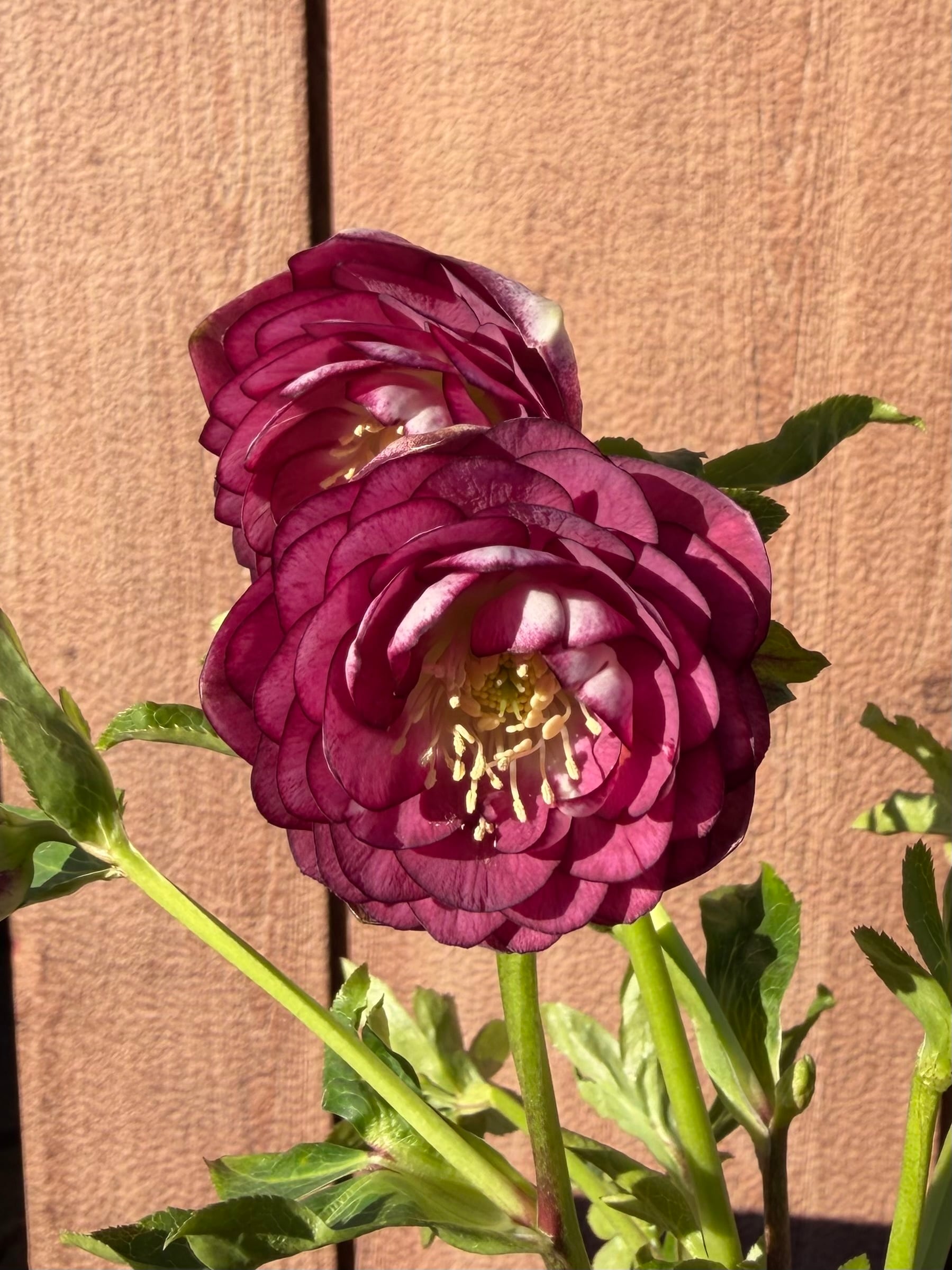 シャガール リバーシブル多花性 加藤農園 クリスマスローズ【ka45