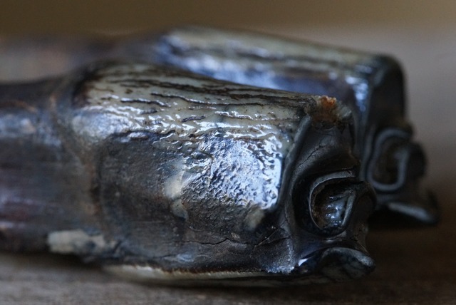 草食動物 歯化石　Tooth Fossil A