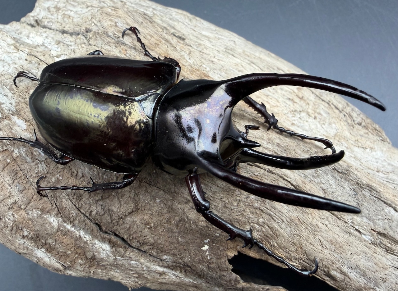 【WD】《アトラスオオカブト スマトラ島産 79.5mm ペア》