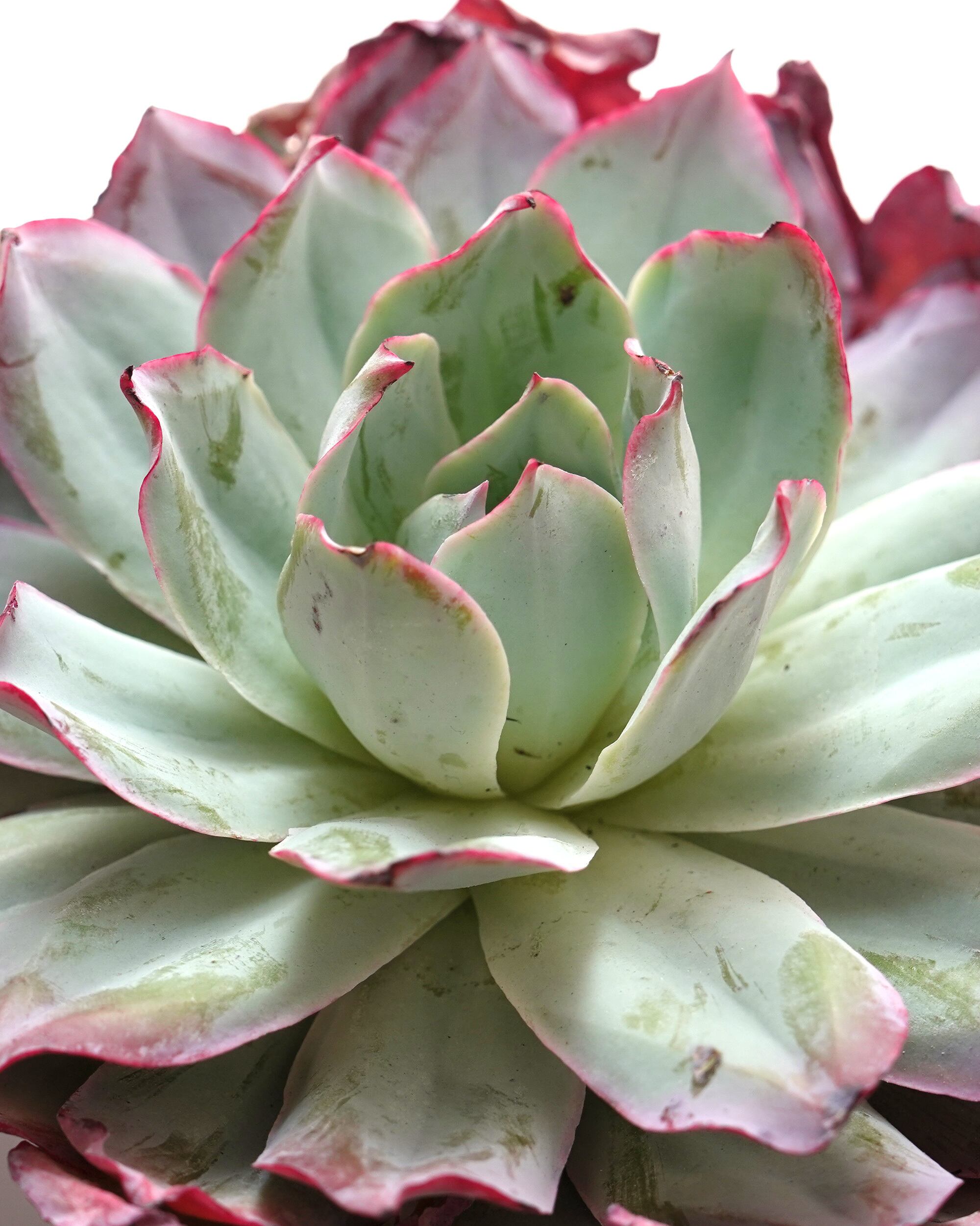 エケベリア（っぽいコ） | PUKUBOOK SUCCULENTS