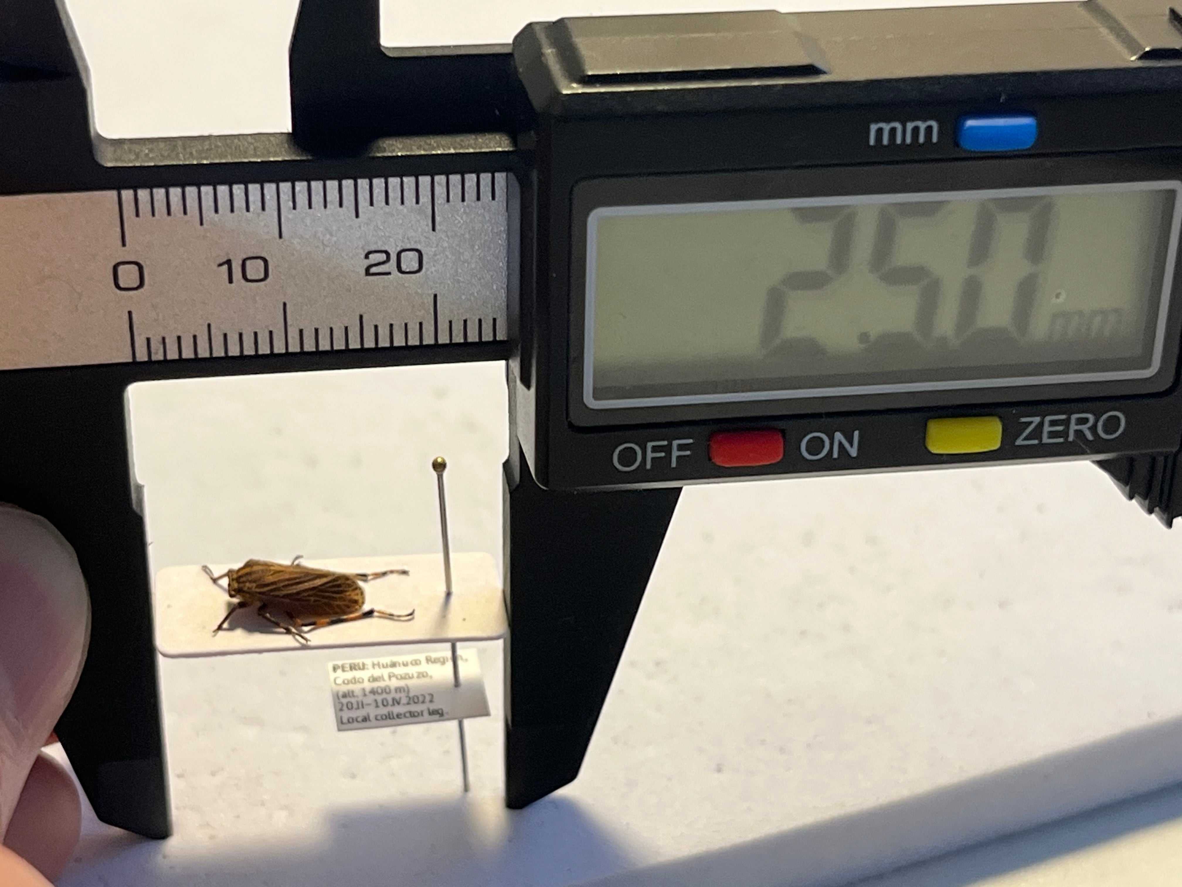 8mm】ペルーのツノゼミの一種 標本 ヨコバエAethalion reticulatum