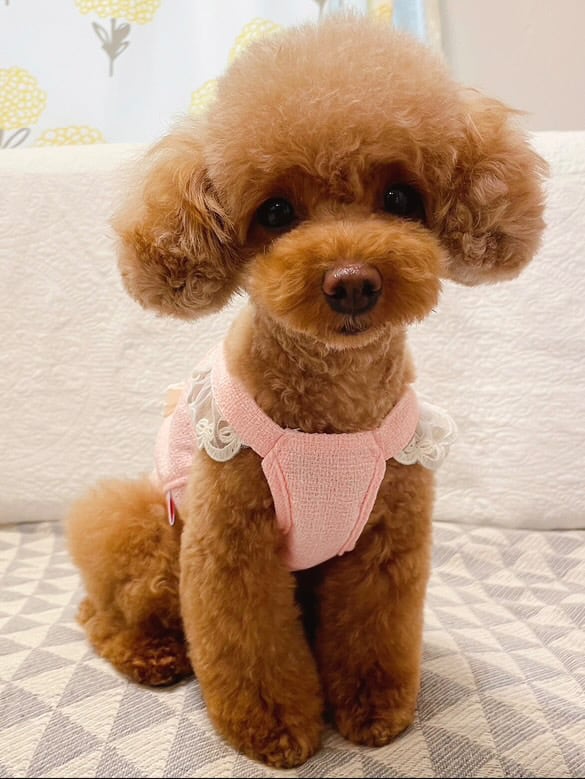 即納販売 Heidi Tweed Bustier ツイードビスチェ [Cozyrosyday ] 韓国