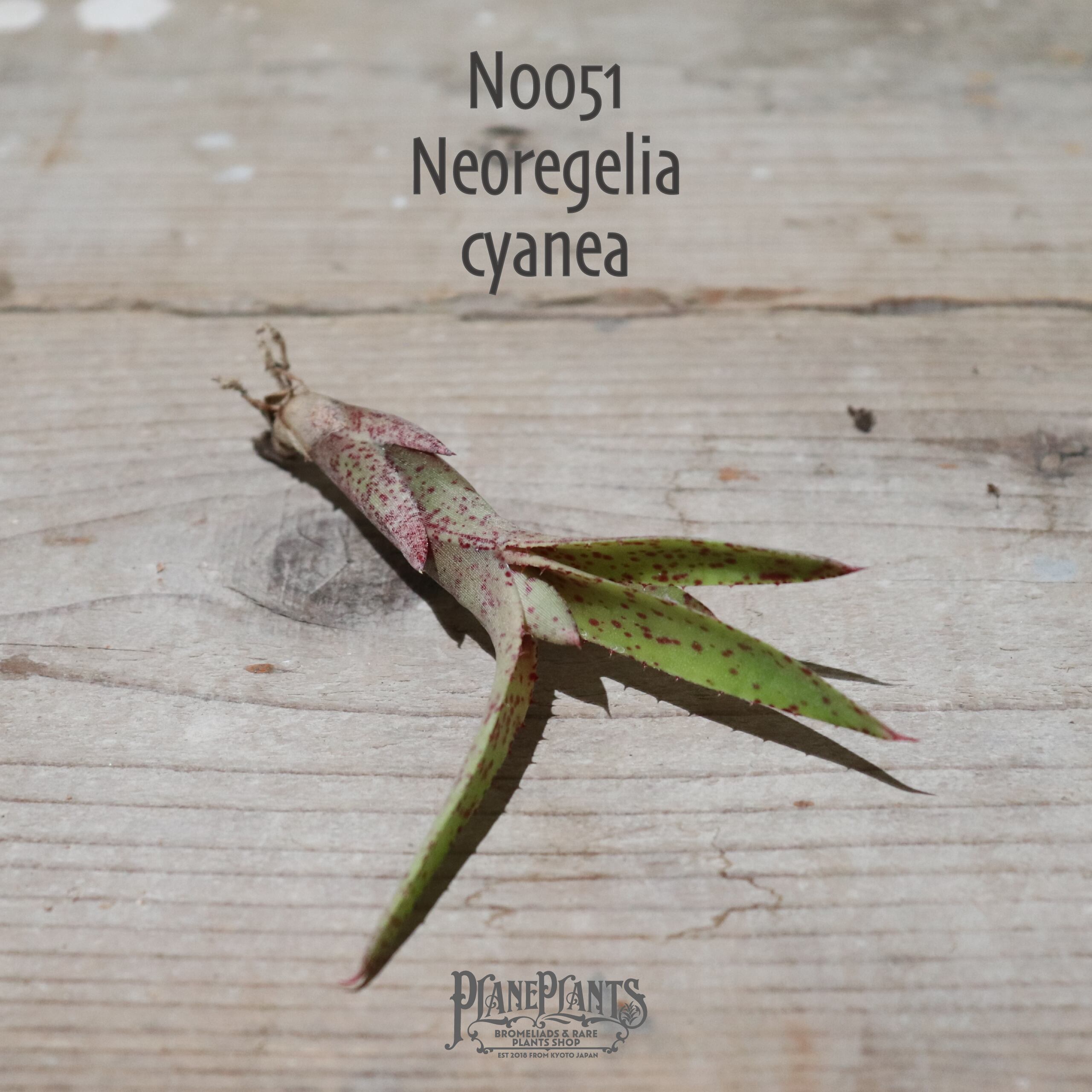 【送料無料】Neoregelia cyanea〔ネオレゲリア〕現品発送N0051