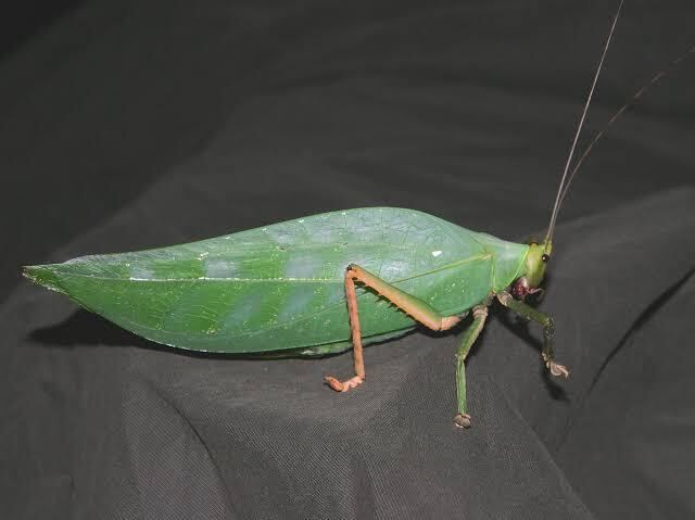 キョジンツユムシに酷似のOnomarchus uninotatus　キリギリス キョジンツユムシに酷似のOnomarchus uninotatusキリギリス 直翅類