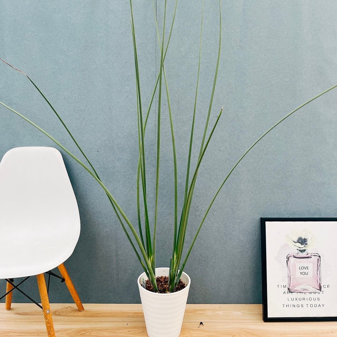 現品］【希少】F フィカス アフリカンプリンス 8号 観葉植物 室内 大型