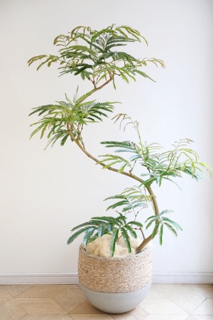 【渋谷区周辺エリア/配送料無料】【L/125cm】エバーフレッシュ曲げ木/Pithecellobium confertum ever fresh ※陶器鉢カバー別売り