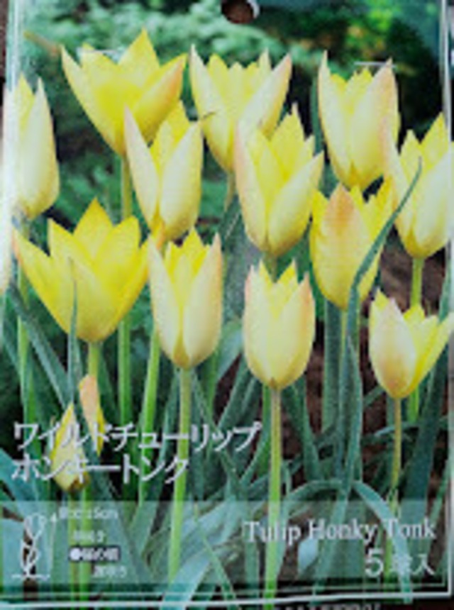 ★希少★　植えっぱなしで毎年咲く♡　球根　ワイルドチューリップ 　『ヒュミリス 　アルバ　 コルレア 　オキュラータ』 　３球　ガーデニング　園芸